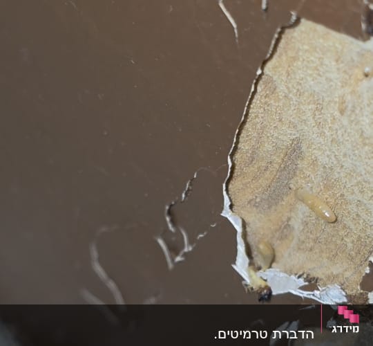 תמונה של קיר עם סימני נזק וחרקים